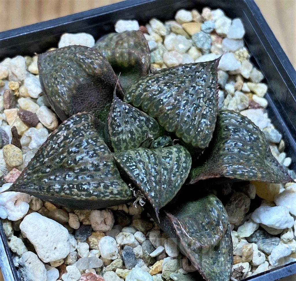 SH22569 Haworthia splendens