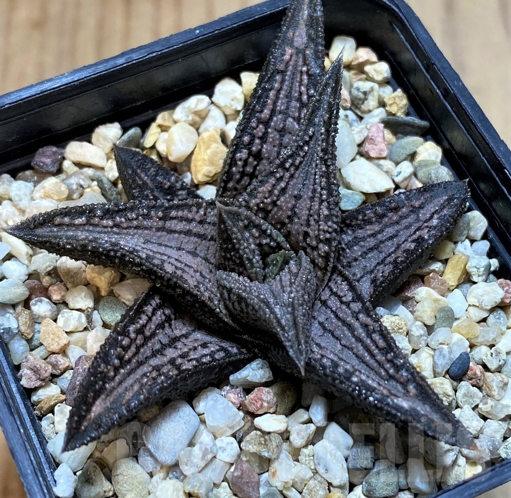SH22570 Haworthia 'Kintaikyo'