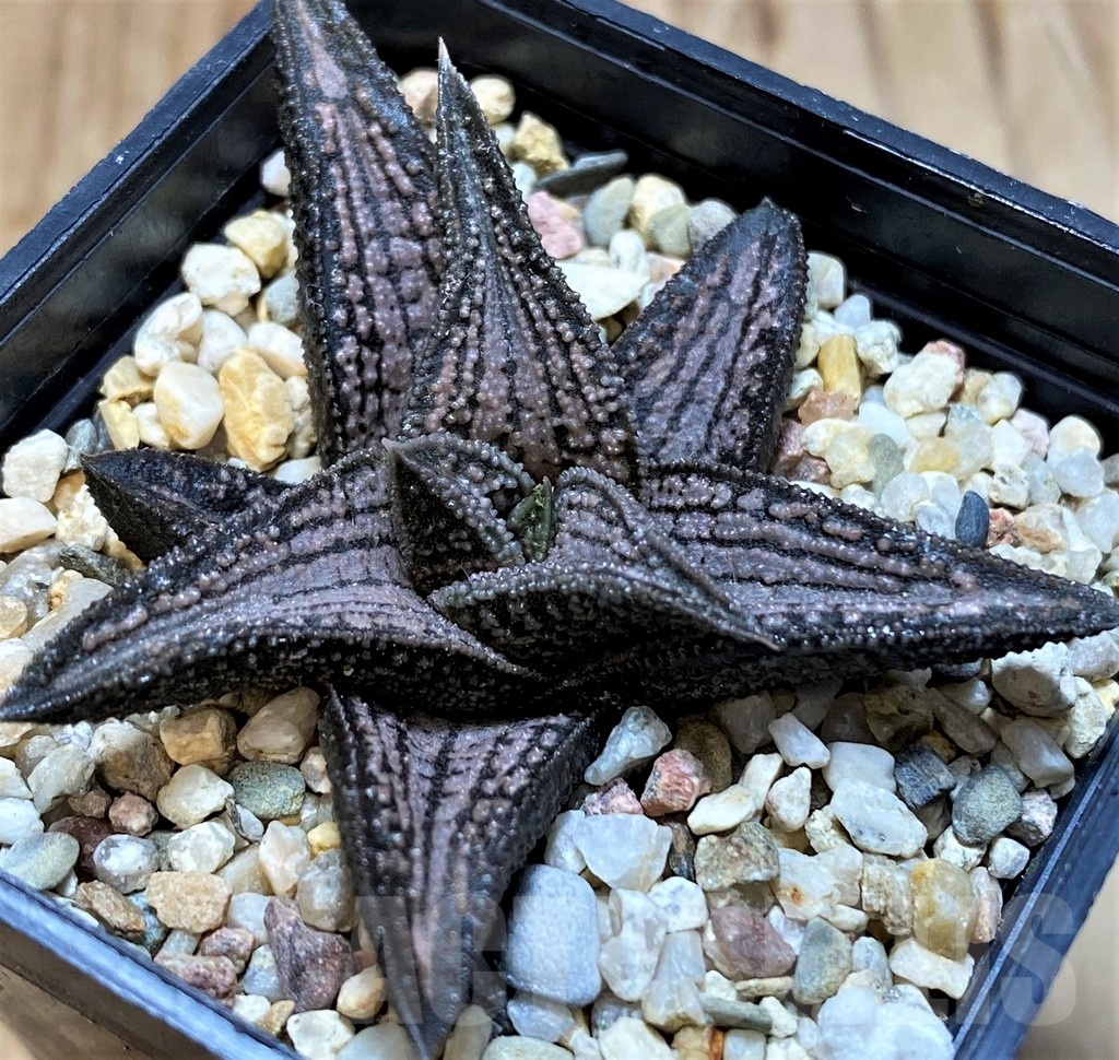 SH22570 Haworthia 'Kintaikyo' - 画像 (2)