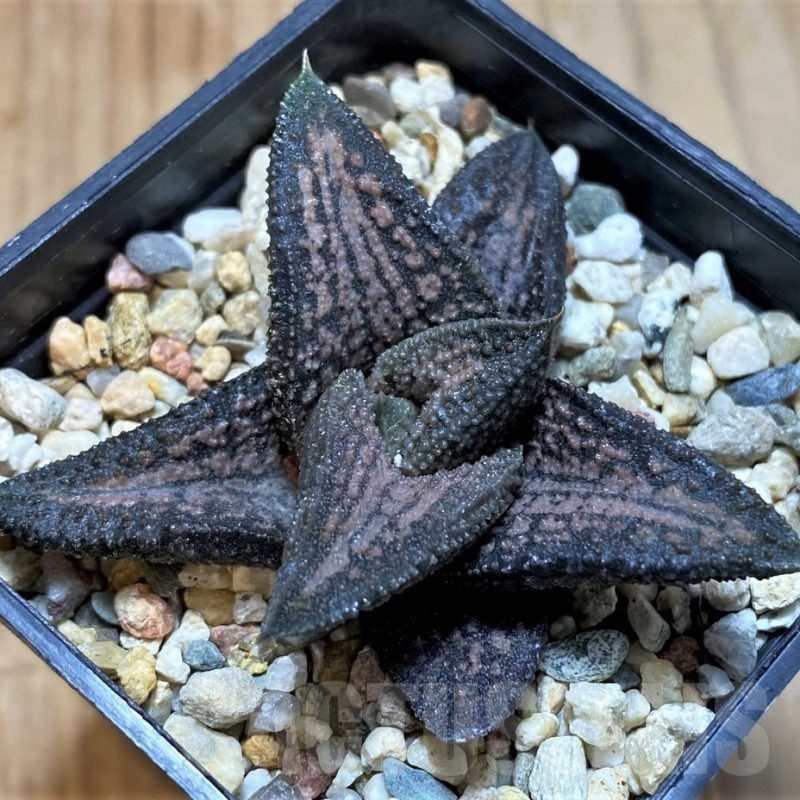SH22571 Haworthia 'Kintaikyo'