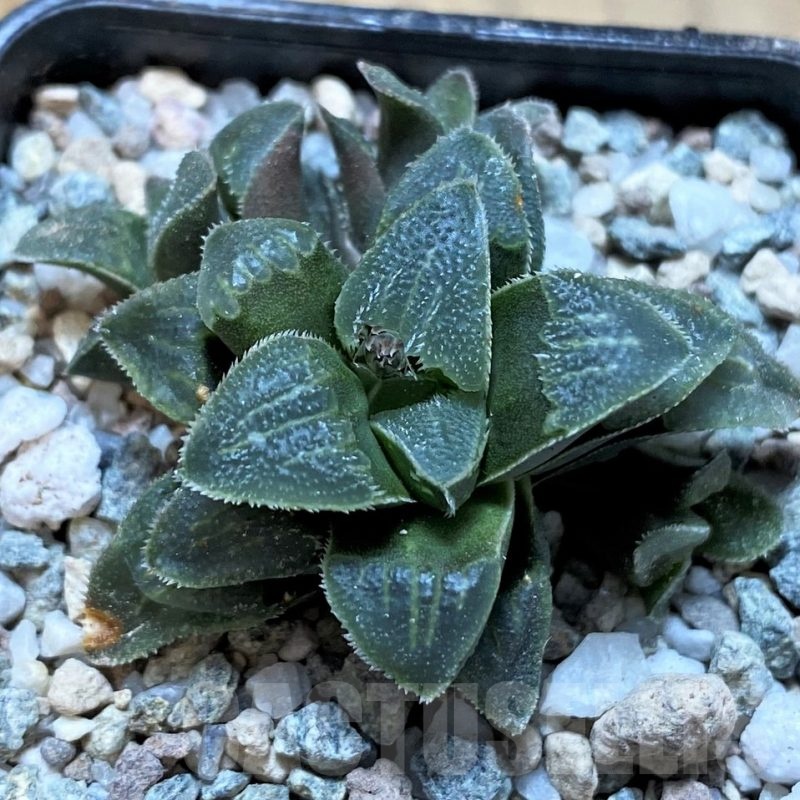SH22572 Haworthia pygmaea