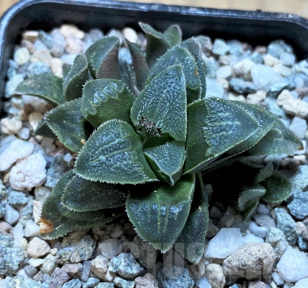 SH22572 Haworthia pygmaea