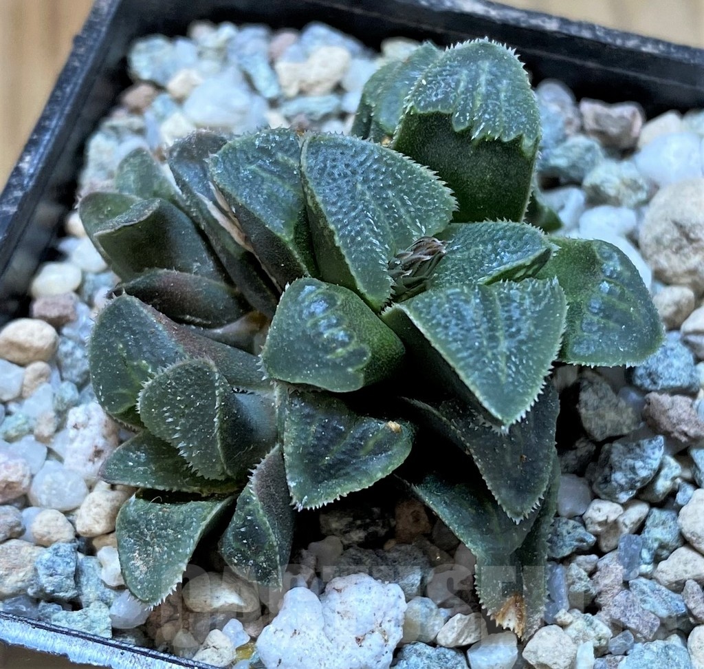 SH22572 Haworthia pygmaea - Image 2