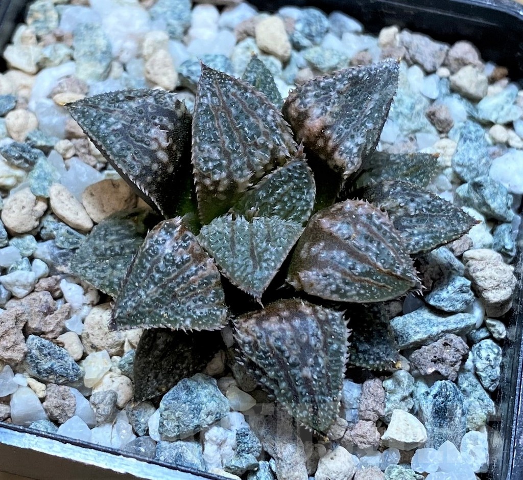 SH22573 Haworthia 'Pink Lady' x PP7 - immagine 2