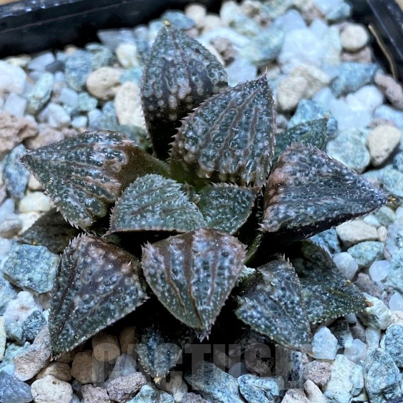 SH22573 Haworthia 'Pink Lady' x PP7