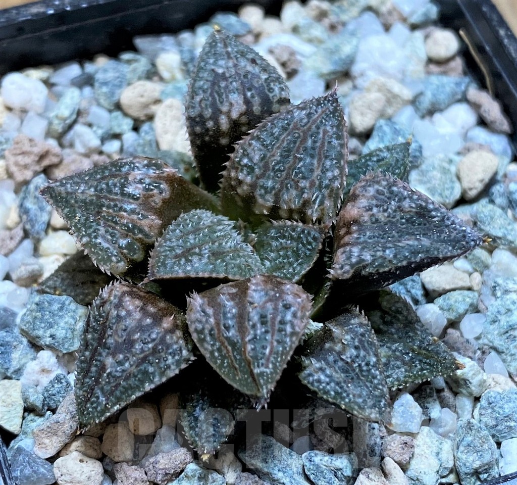 SH22573 Haworthia 'Pink Lady' x PP7