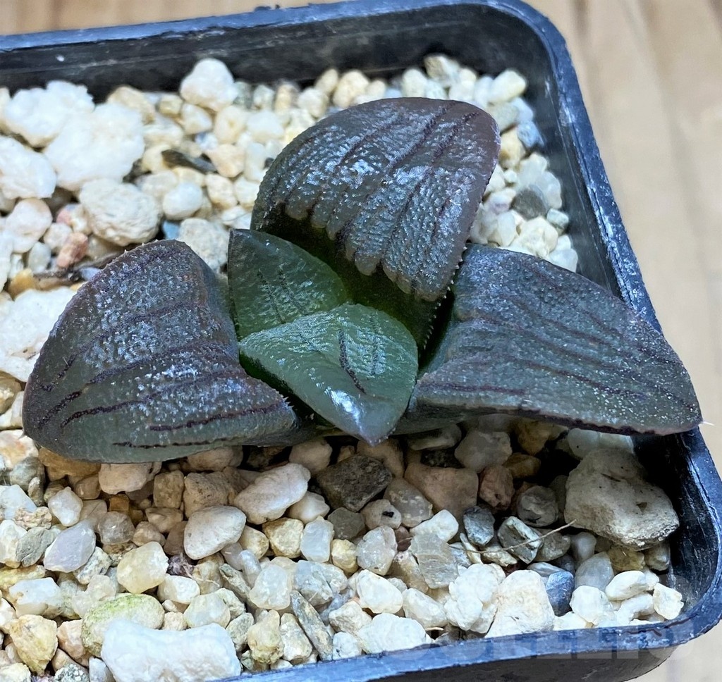 SH22574 Haworthia magnifica v. atrofusca hybrid - immagine 2