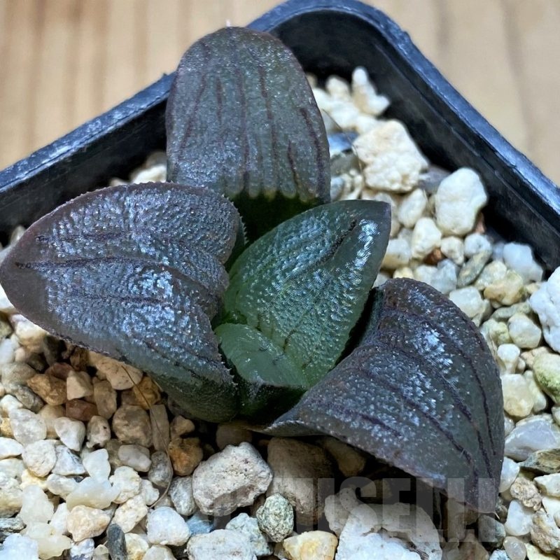 SH22574 Haworthia magnifica v. atrofusca hybrid