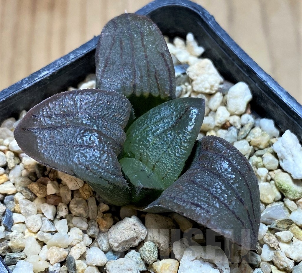 SH22574 Haworthia magnifica v. atrofusca hybrid
