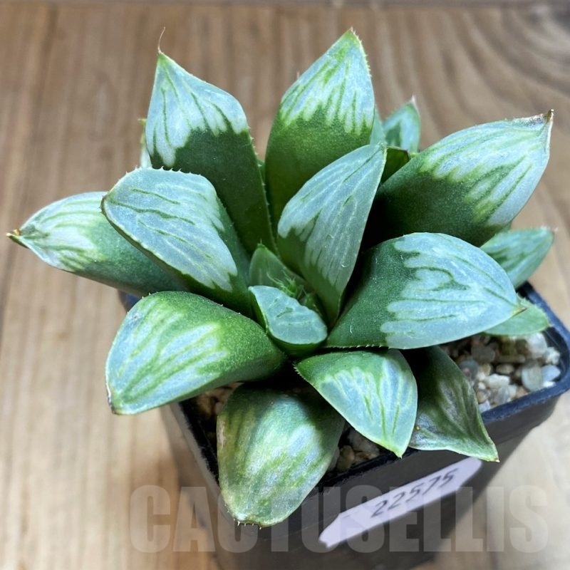 SH22575 Haworthia mutica 'Byakuya'