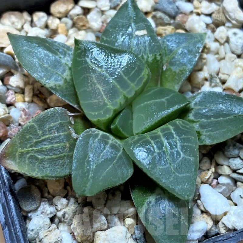 SH22557 Haworthia comptonina x bayeri