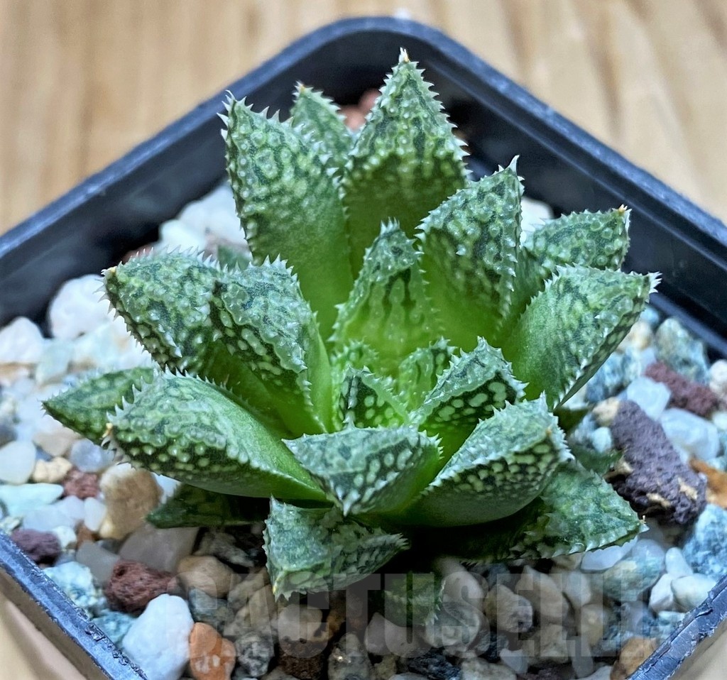 SH22576 Haworthia reticulata hybrid - immagine 2