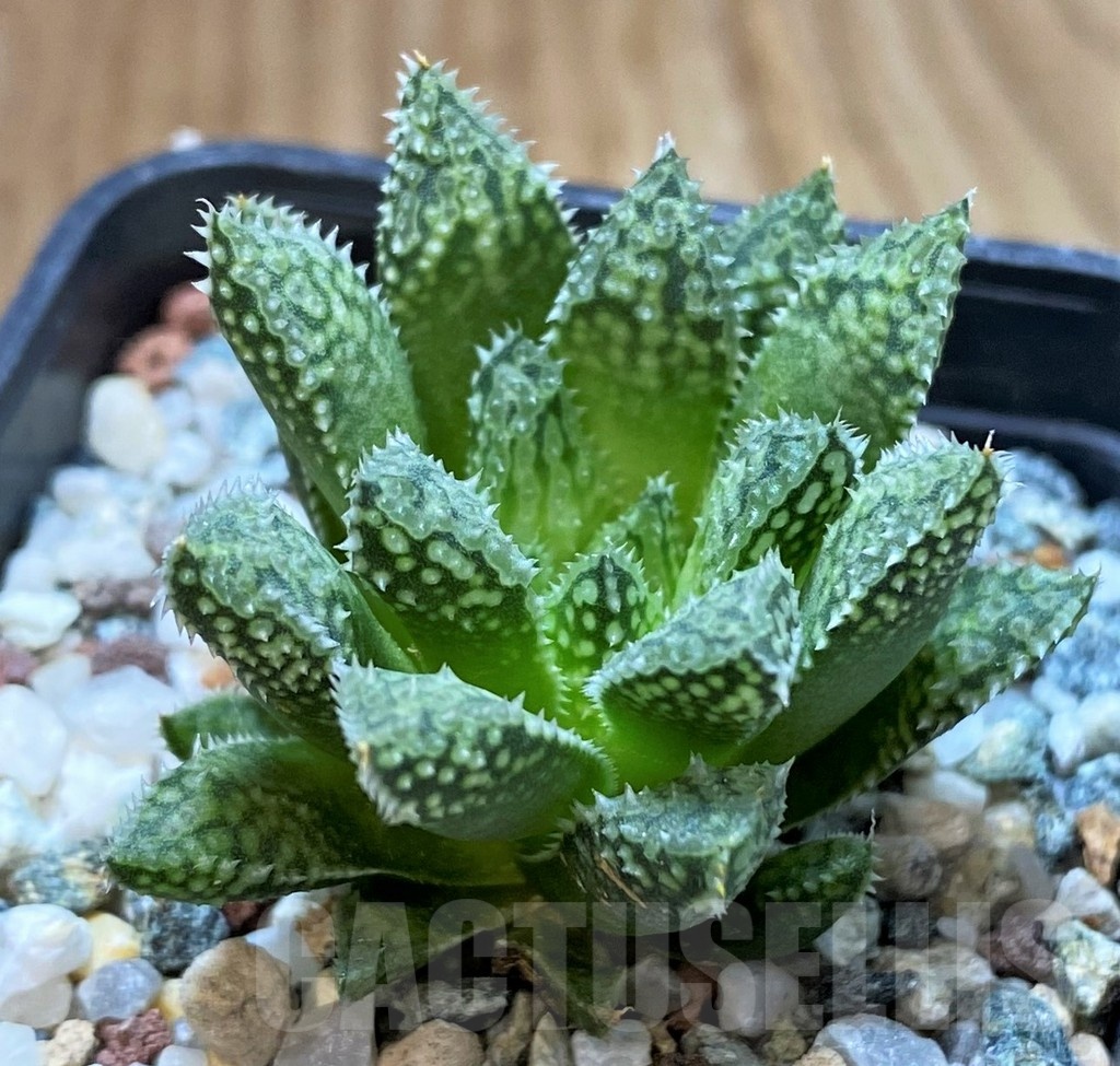 SH22576 Haworthia reticulata hybrid