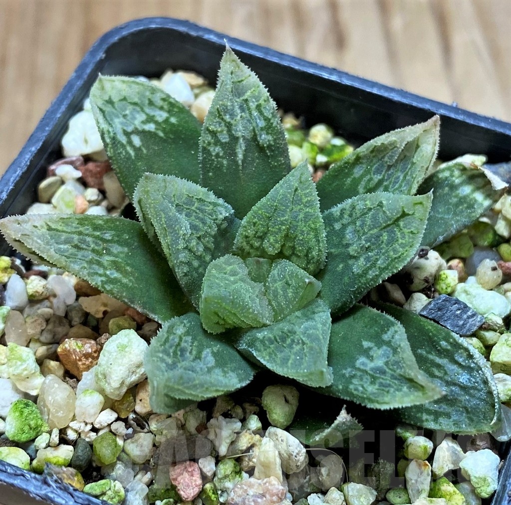 SH22577 Haworthia schultiana x retusa x comptoniana F2 - immagine 2
