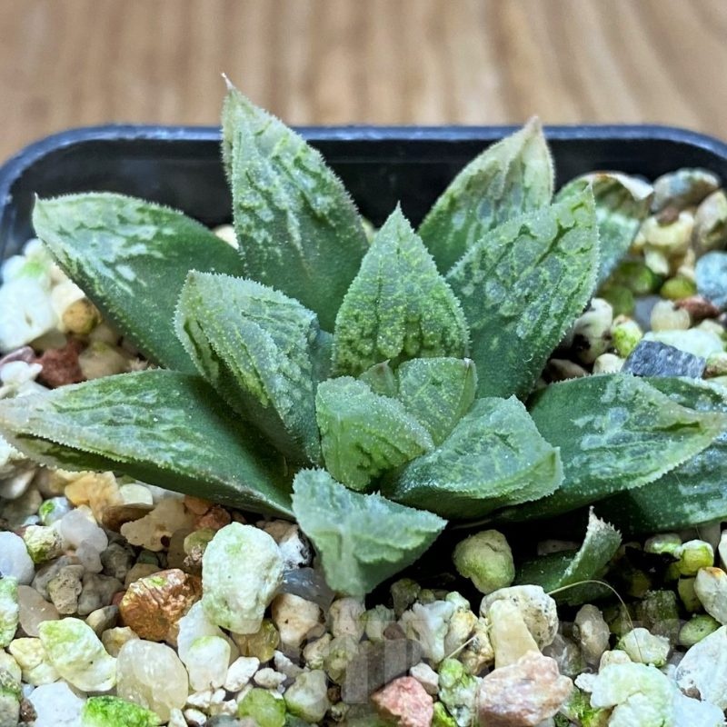 SH22577 Haworthia schultiana x retusa x comptoniana F2