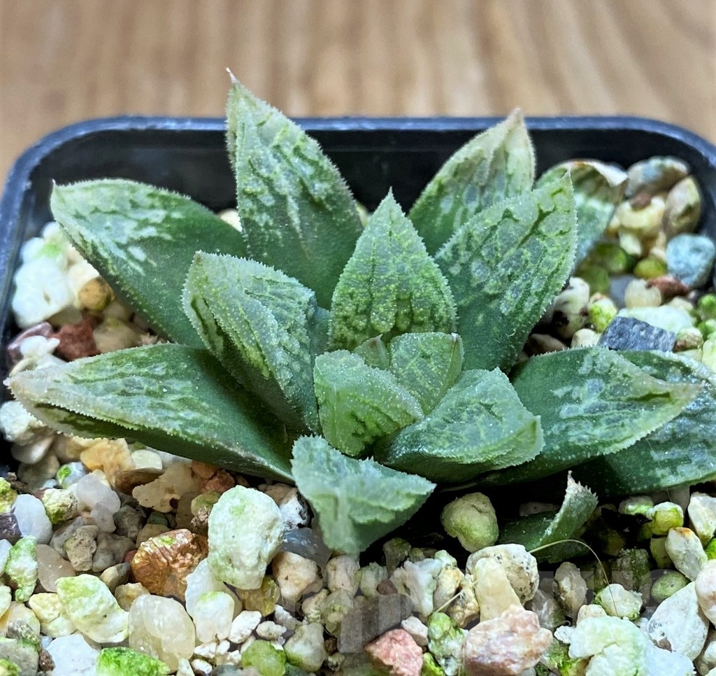SH22577 Haworthia schultiana x retusa x comptoniana F2