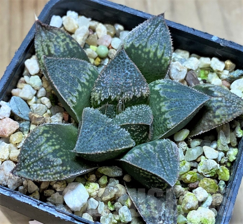 SH22578 Haworthia splendens hybrid - 画像 (2)
