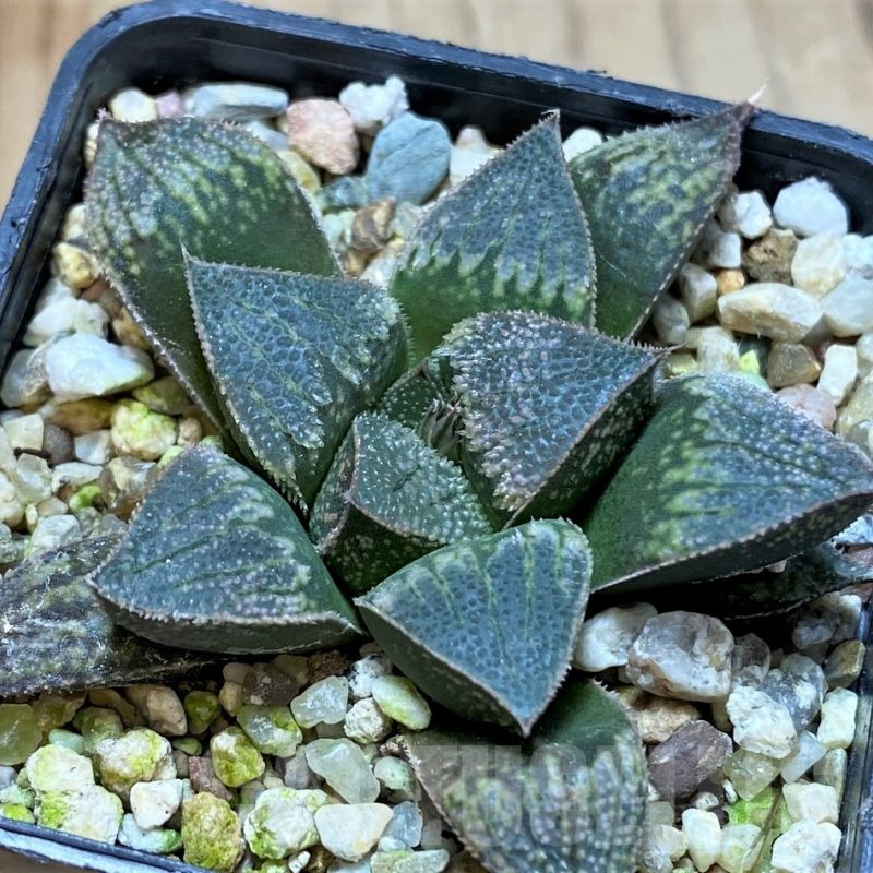 SH22578 Haworthia splendens hybrid