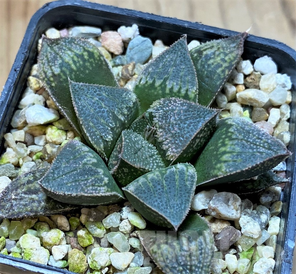 SH22578 Haworthia splendens hybrid