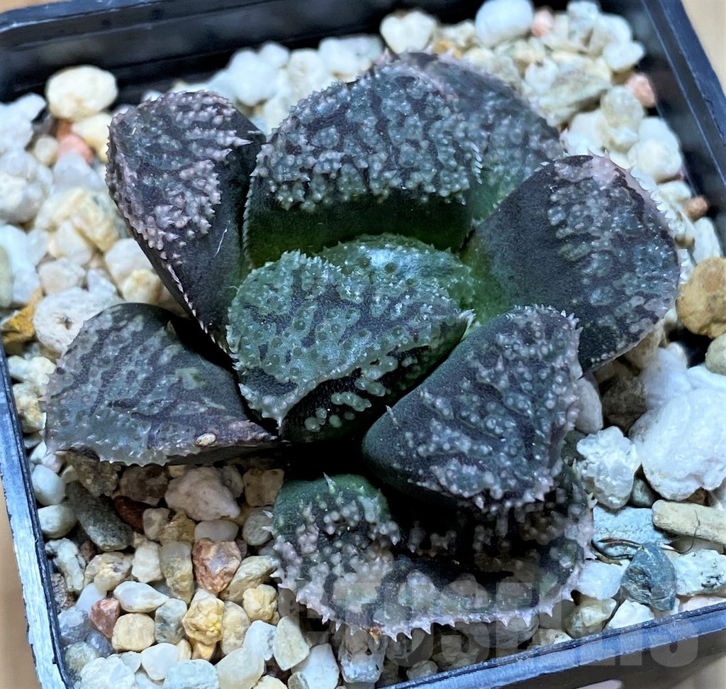 SH22579 Haworthia 'Mordor' - Image 2