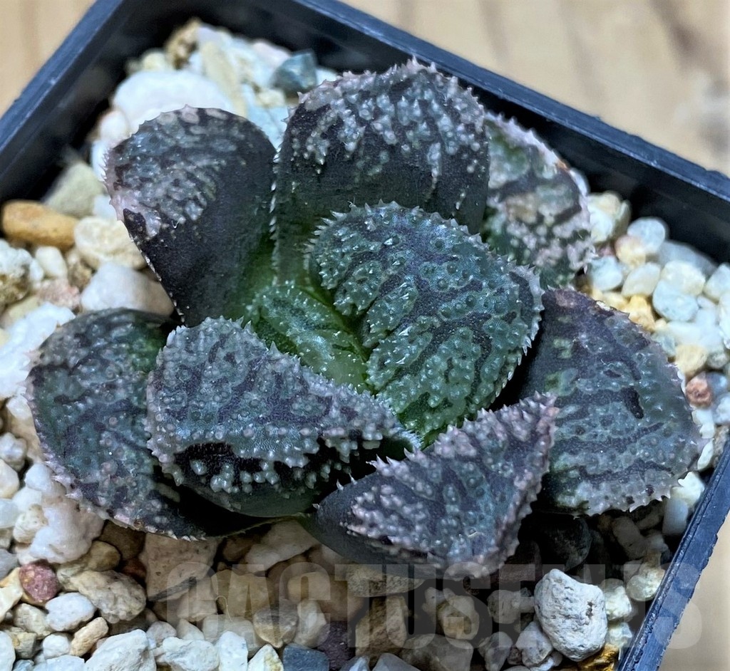 SH22579 Haworthia 'Mordor'