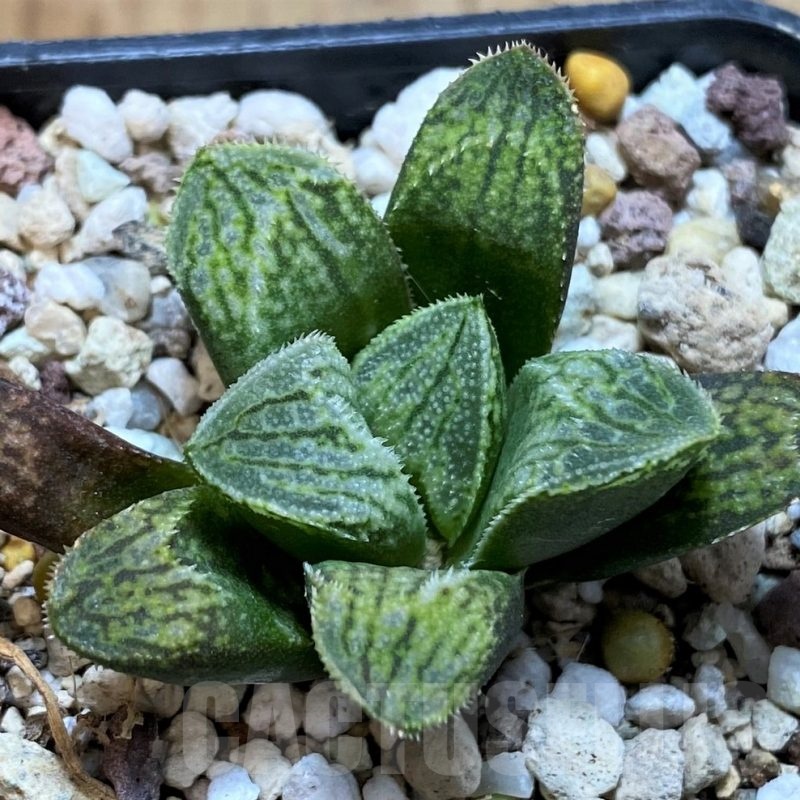 SH22580 Haworthia splendens hybrid