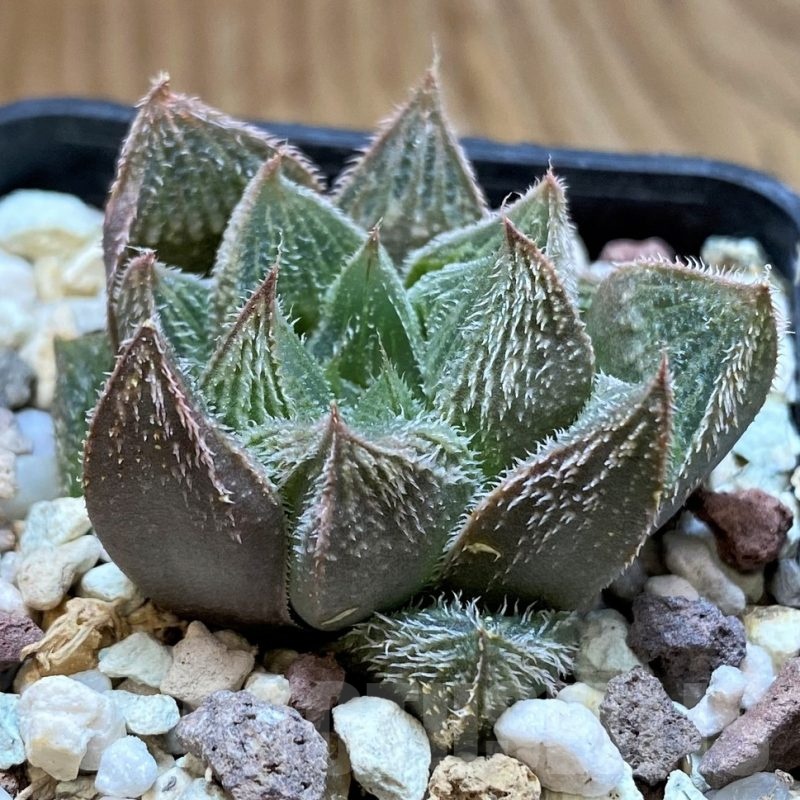 SH22581 Haworthia venusta hybrid
