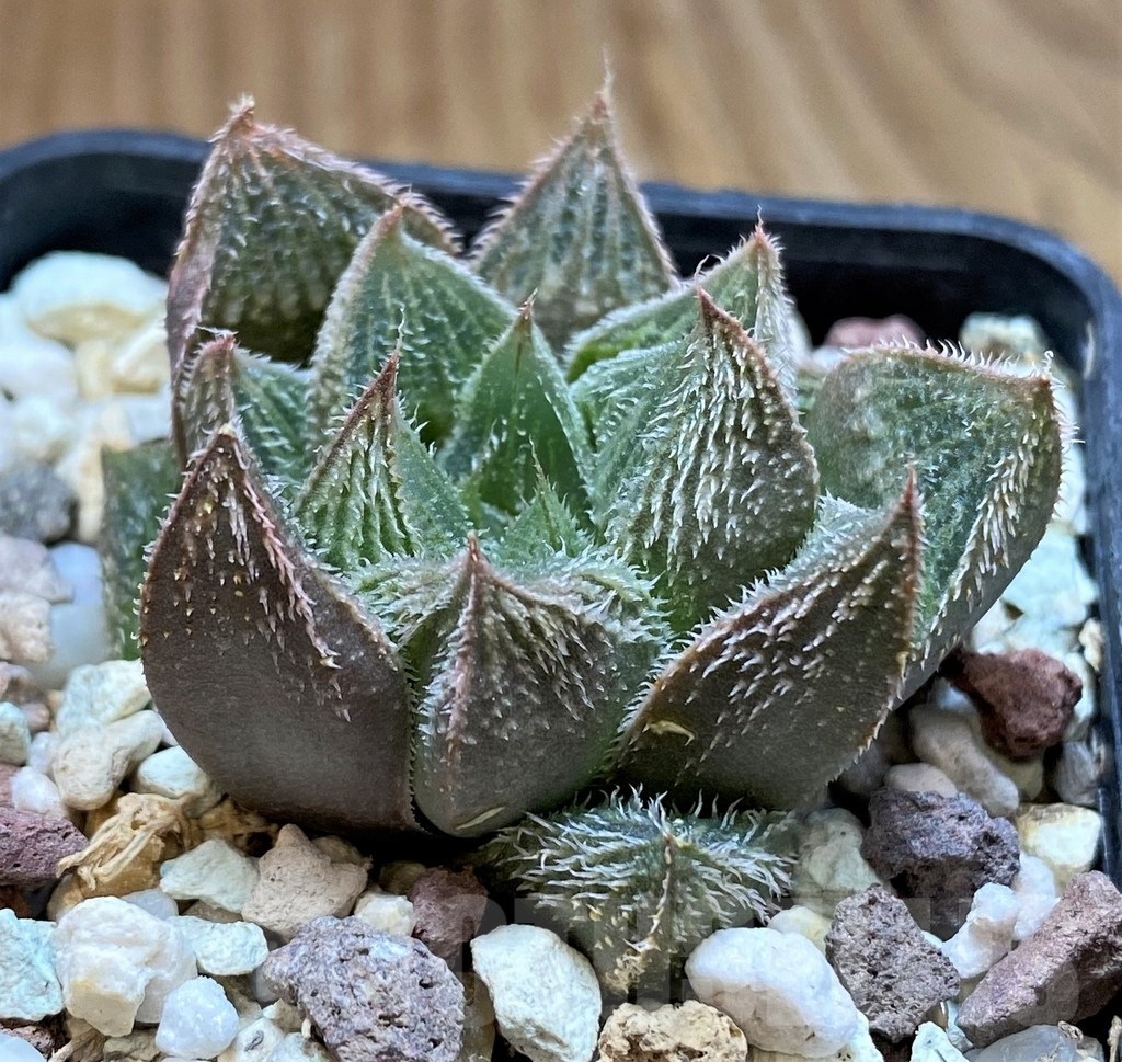 SH22581 Haworthia venusta hybrid