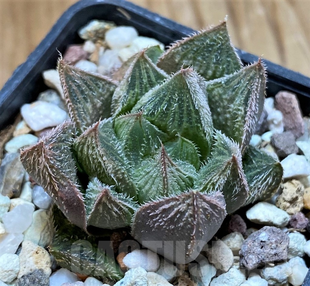 SH22581 Haworthia venusta hybrid - Image 2