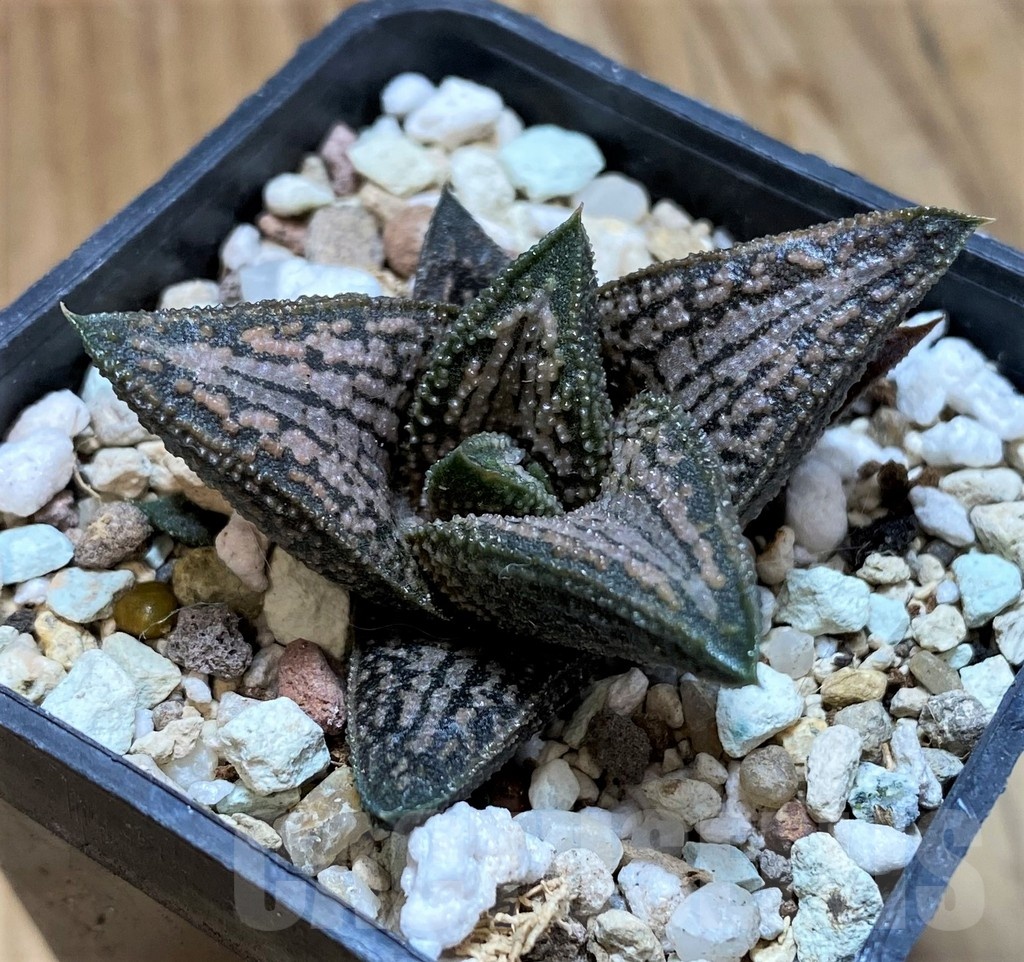 SH22582 Haworthia 'Kintaikyo' - Image 2