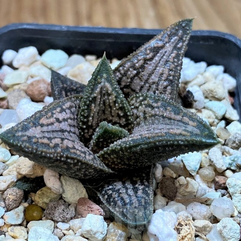SH22582 Haworthia 'Kintaikyo'