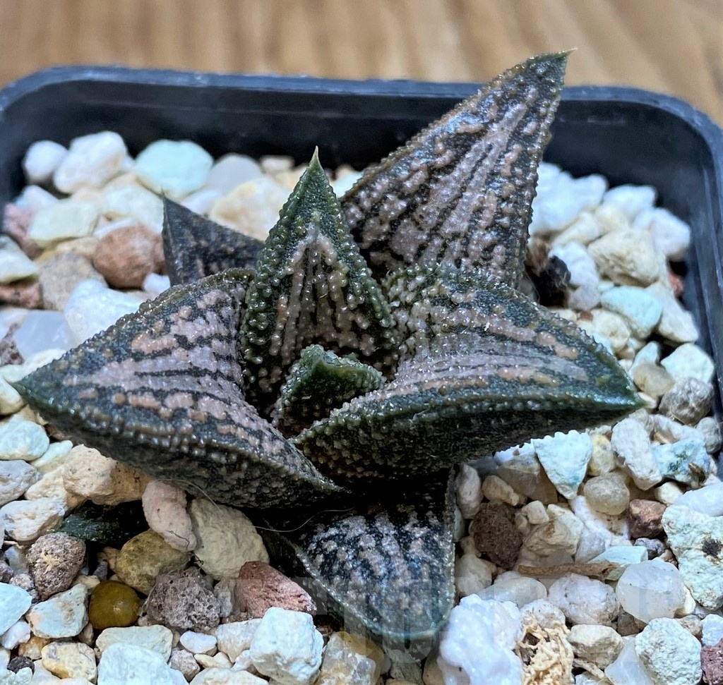 SH22582 Haworthia 'Kintaikyo'