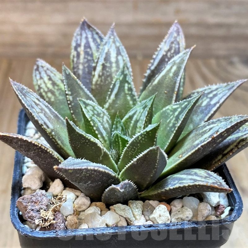 SH22583 Haworthia splendens hybrid