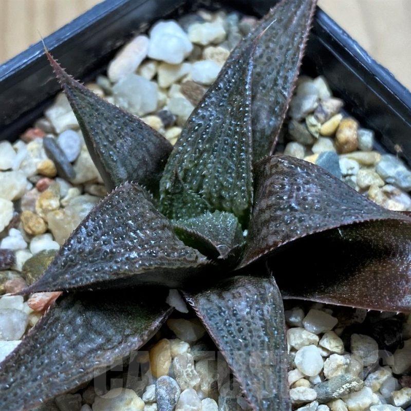 SH22558 Haworthia 'Bev's Wonder' hybrid