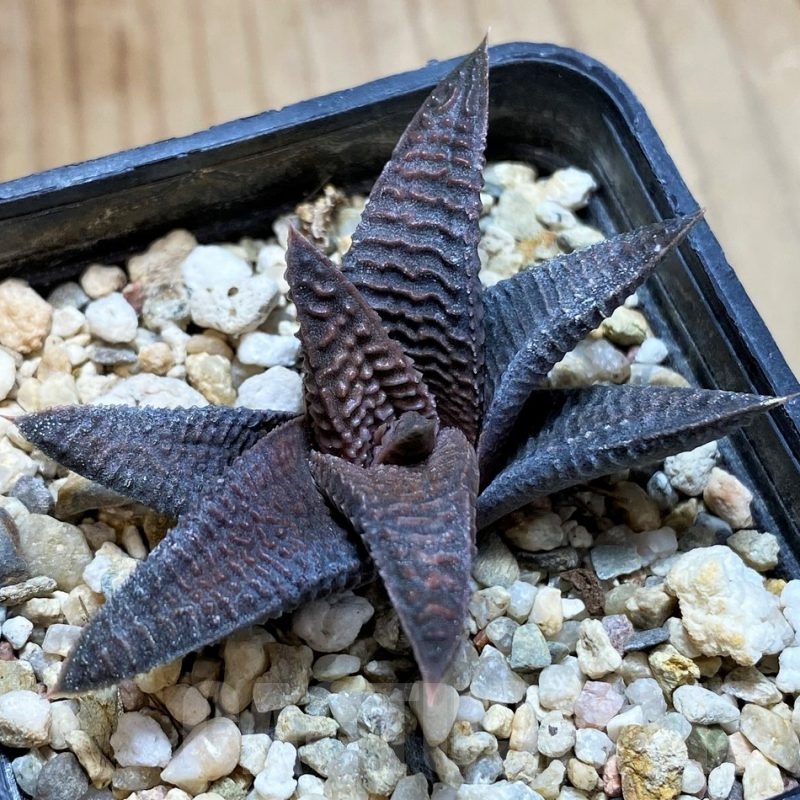 SH22585 Haworthia limifolia v. striata x koelmaniorum