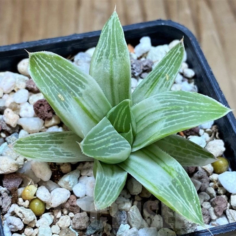 SH22586 Haworthia 'Milky way'