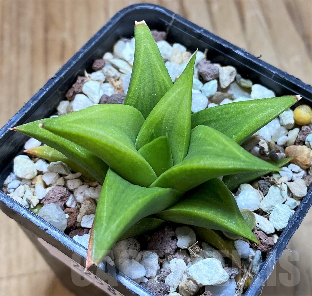 SH22587 Haworthia tortuosa hybrid – Image 2