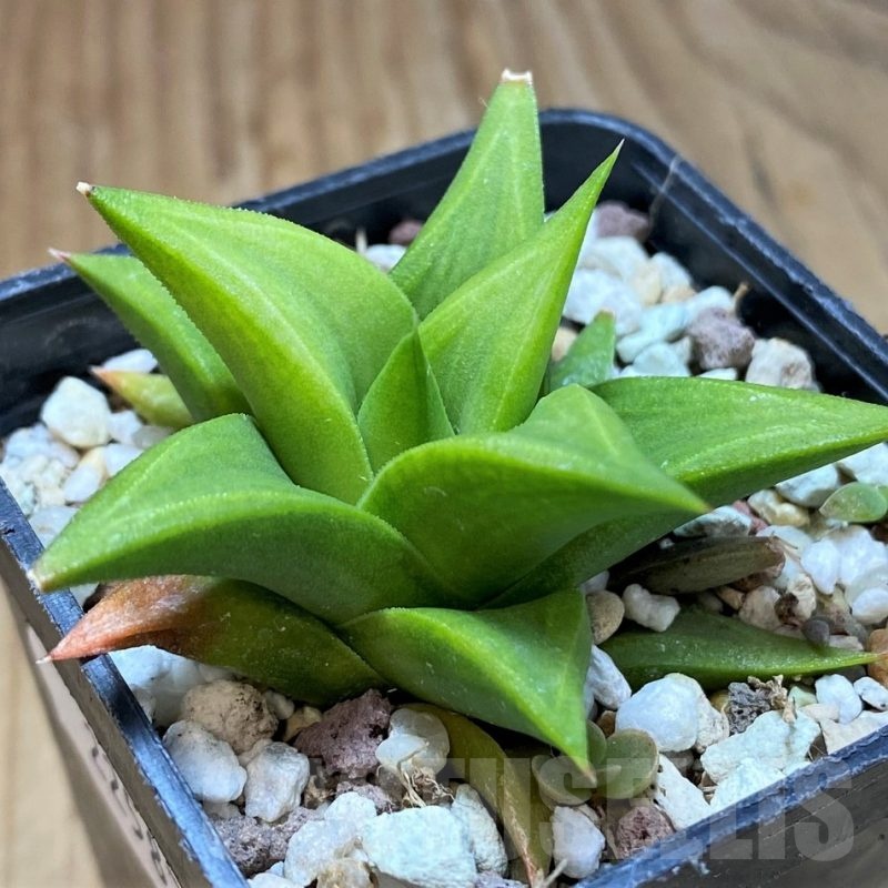 SH22587 Haworthia tortuosa hybrid