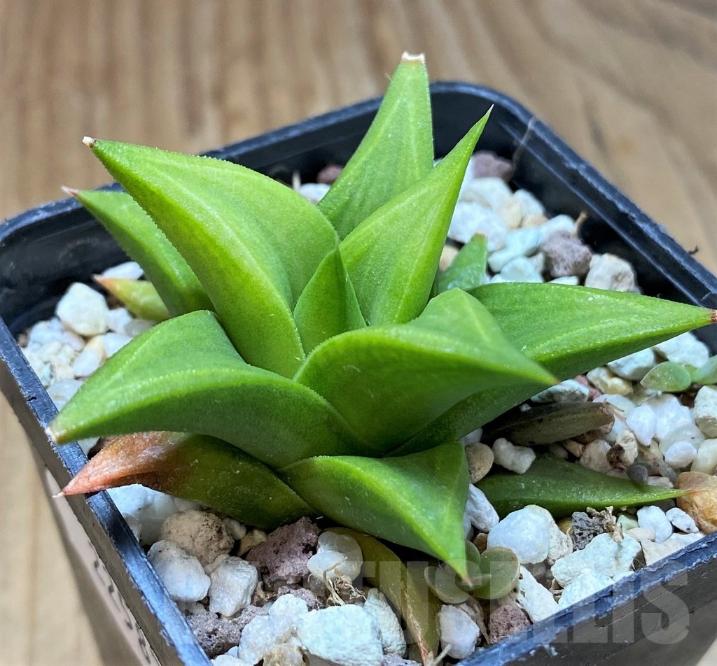 SH22587 Haworthia tortuosa hybrid