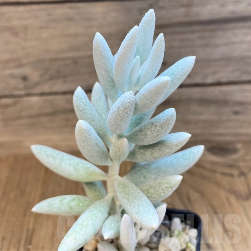 SH22725 Senecio haworthii