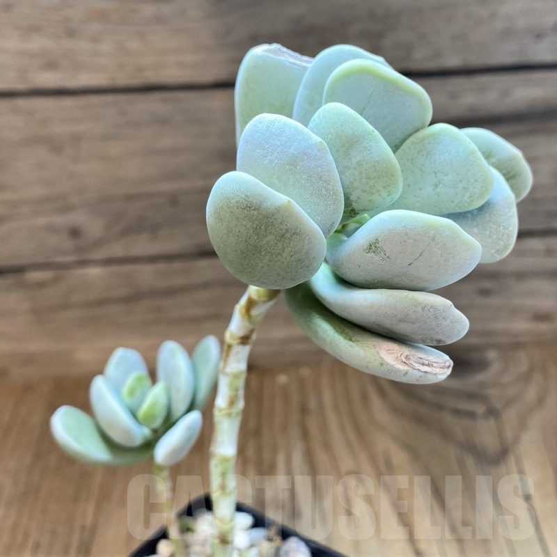 SH22727 Cotyledon hybrid
