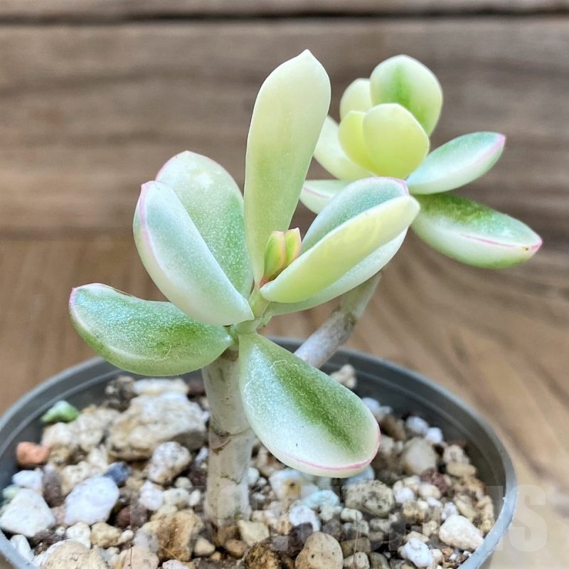 SH22728 Cotyledon orbiculata f. variegata