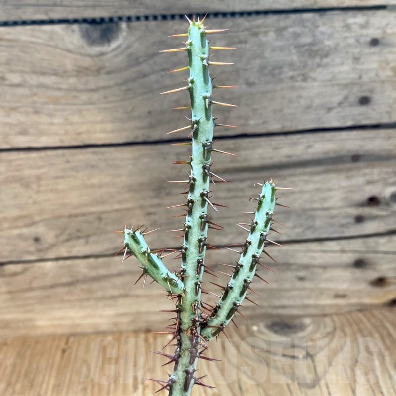 SH22732 Euphorbia aeruginosa