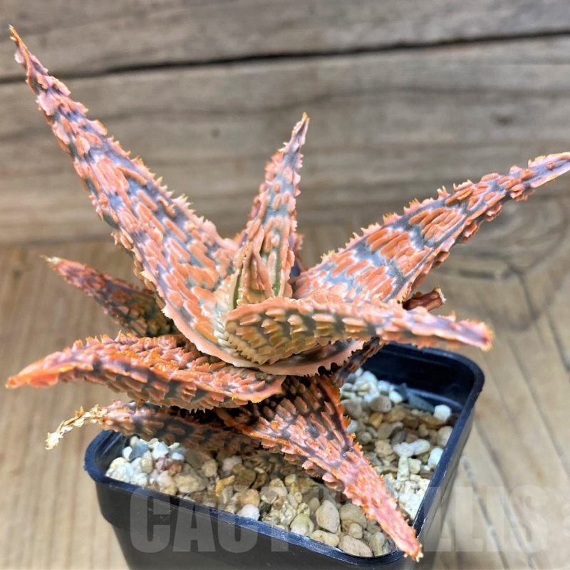 SH22733 Aloe TCT hybrid