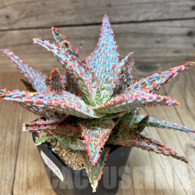 SH22734 Aloe TCT hybrid