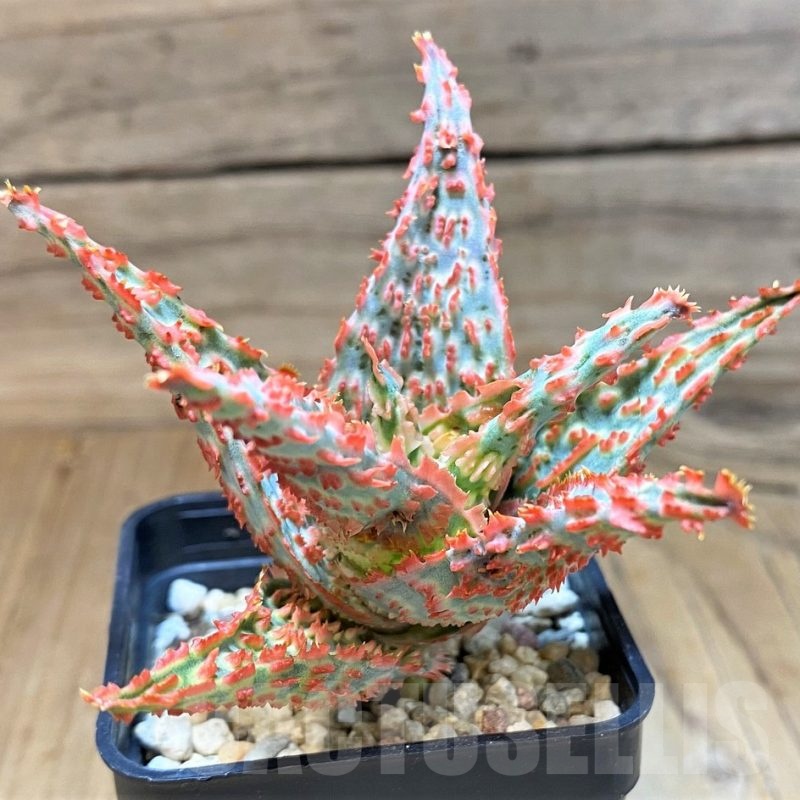 SH22735 Aloe TCT hybrid
