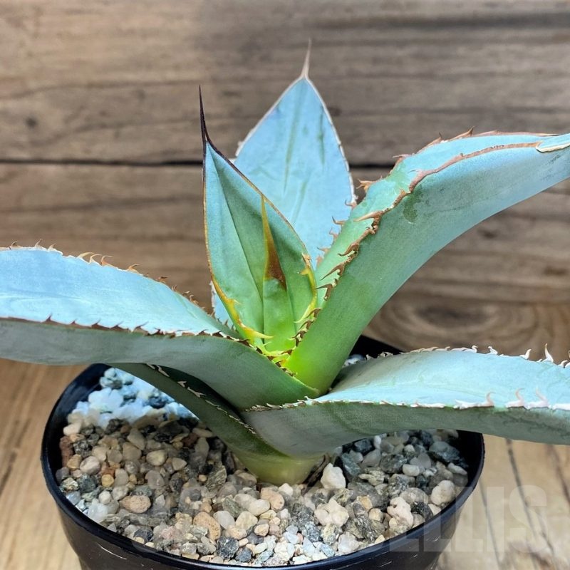 SH22694 Agave titanota 'White Ice'