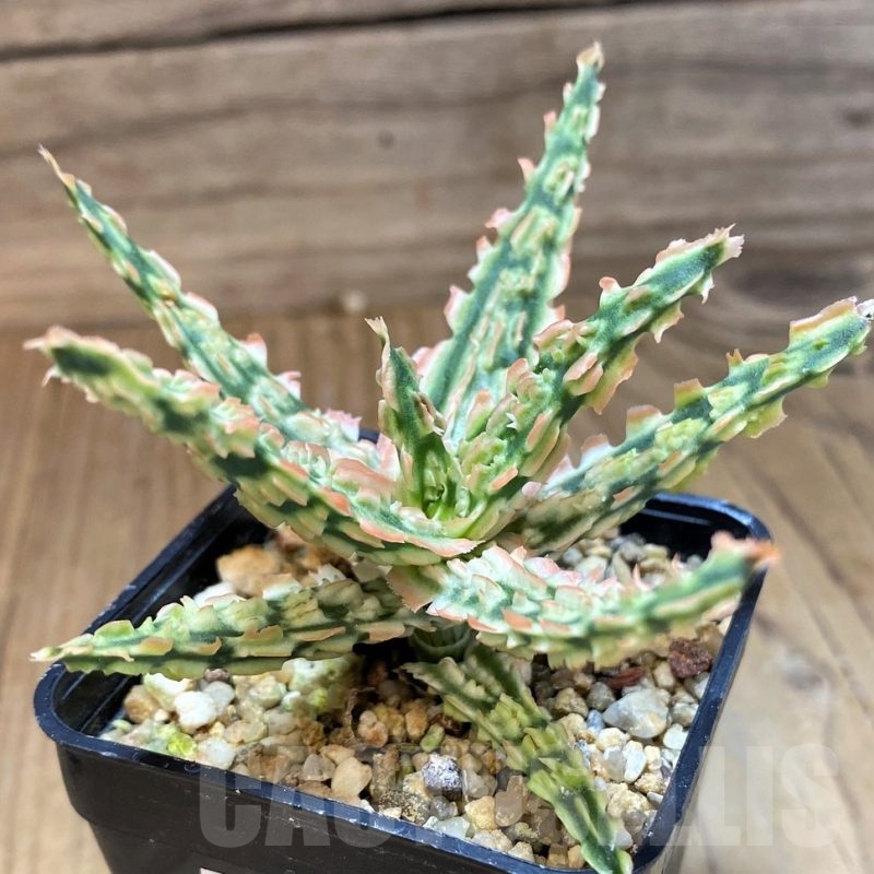 SH22737 Aloe TCT hybrid