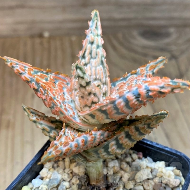SH22738 Aloe TCT hybrid