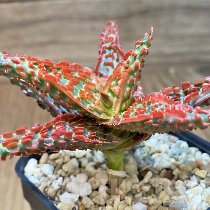 SH22739 Aloe TCT hybrid